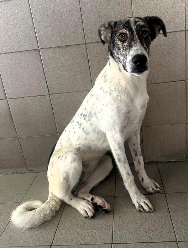 Cleo Cagnolina Meticcia